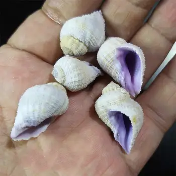 1pc koralų spiro violetinė retas egzempliorius Gamtos Sea Shell Namų Vestuvių biuro Apdailos 13577