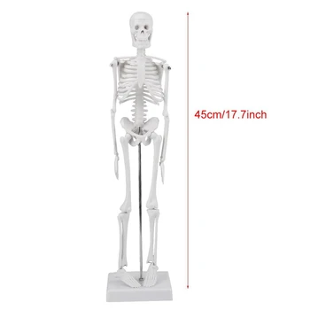 45cm Žmogaus Anatomijos Anatomija Skeleto Modelis Mokytis Medicinos Pagalbos Anatomija Žmogaus Skeleto Modelis 150523