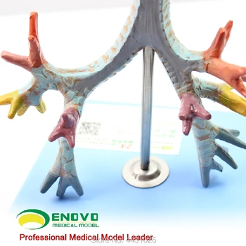 ENOVO Žmogaus gerklų ir tracheobronchial medžio modelį gerklų anatomijos modelis plaučių broncholaryngoscope demonstravimo 53410