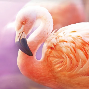 Fanaijia Pink Flamingo Patalynės Komplektai Animacinių filmų Merginos Antklode Padengti Nustatyti Antklodė Padengti su Užvalkalas Vaikai Lova Nustatyti Visu Dydžiu