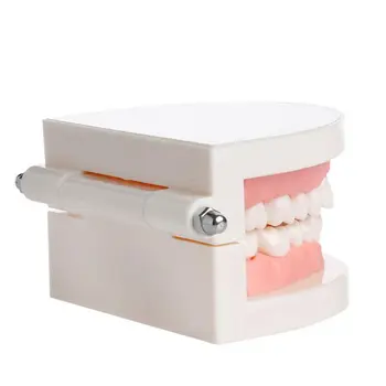 Naujas Suaugusiųjų Standartinių Dantų Mokymo Studijų Typodont Demonstravimo Dantų Modelis 152676