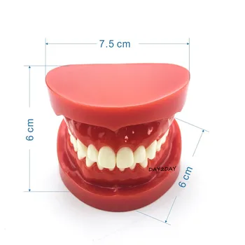 Suaugusiųjų Standartinių Typodont Demonstravimo Dantų Modelio #7004 #7008 Dantų Studijų Mokyti Modelis 57683