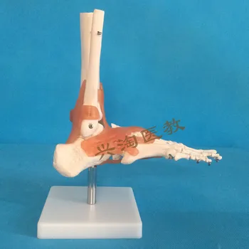 Žmogaus suaugusiųjų skeleto modelis šešis bendrus modelio peties, alkūnės, klubo, pėdos, rankos, kelio sąnario modelis medicinos mokymo 116245