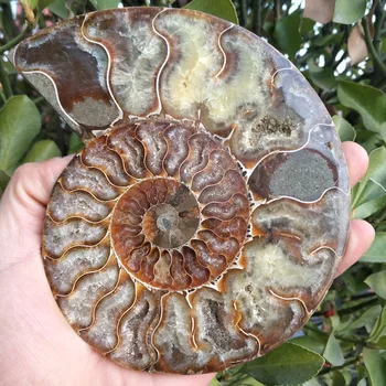 350-360g natūralus didelis dydis madagaskaras fosilijos vaivorykštės ammonite natūralių akmenų ir mineralų pavyzdys