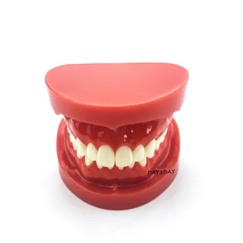 Suaugusiųjų Standartinių Typodont Demonstravimo Dantų Modelio #7004 #7008 Dantų Studijų Mokyti Modelis