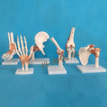 Žmogaus suaugusiųjų skeleto modelis šešis bendrus modelio peties, alkūnės, klubo, pėdos, rankos, kelio sąnario modelis medicinos mokymo