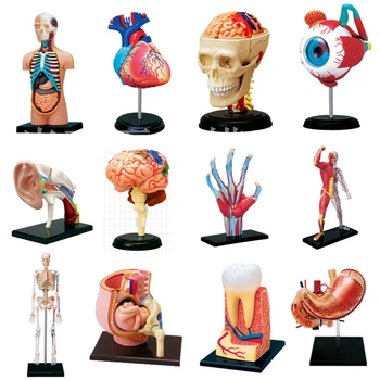 4D Mokslo Surinkti Blokai Žmogaus Kūno Skeletas, Zombie Anatomija Kaukolės Smegenų Liemens Širdies Anatomija Modelis Įspūdį Medicinos Mokslo Žaislai