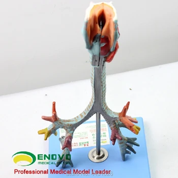 ENOVO Žmogaus gerklų ir tracheobronchial medžio modelį gerklų anatomijos modelis plaučių broncholaryngoscope demonstravimo
