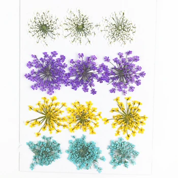 Vestuvių priedai šalis nėrinių gėlių, Džiovintų gėlių paspauskite gėlių pavyzdys Didmeninė nemokamai siuntą 1 lot/10bags(120pcs)