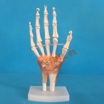 Žmogaus suaugusiųjų skeleto modelis šešis bendrus modelio peties, alkūnės, klubo, pėdos, rankos, kelio sąnario modelis medicinos mokymo