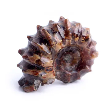 1PC Gamtos Ammonite Iškastinio Akmens Crioceras Mineralinių Pavyzdys Letena Iškastinio Pavyzdys Kolekcijos Dovanos