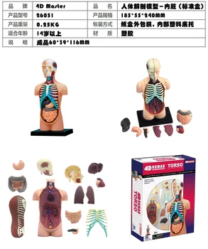 4D Mokslo Surinkti Blokai Žmogaus Kūno Skeletas, Zombie Anatomija Kaukolės Smegenų Liemens Širdies Anatomija Modelis Įspūdį Medicinos Mokslo Žaislai