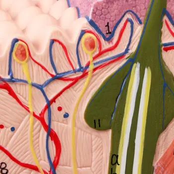 50X Trijų matmenų Žmogaus Odos Struktūros Modelis Blokuoti Išsiplėtusios Plastinės Anatomijos Anatomijos Mokymo Priemonė
