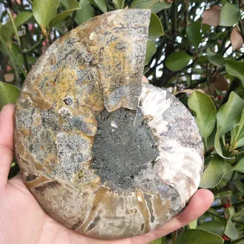 350-360g natūralus didelis dydis madagaskaras fosilijos vaivorykštės ammonite natūralių akmenų ir mineralų pavyzdys