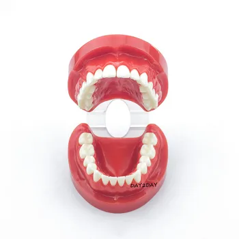 Suaugusiųjų Standartinių Typodont Demonstravimo Dantų Modelio #7004 #7008 Dantų Studijų Mokyti Modelis